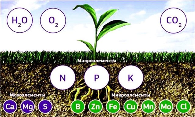 What is the chelated form of fertilizers: benefits and applications