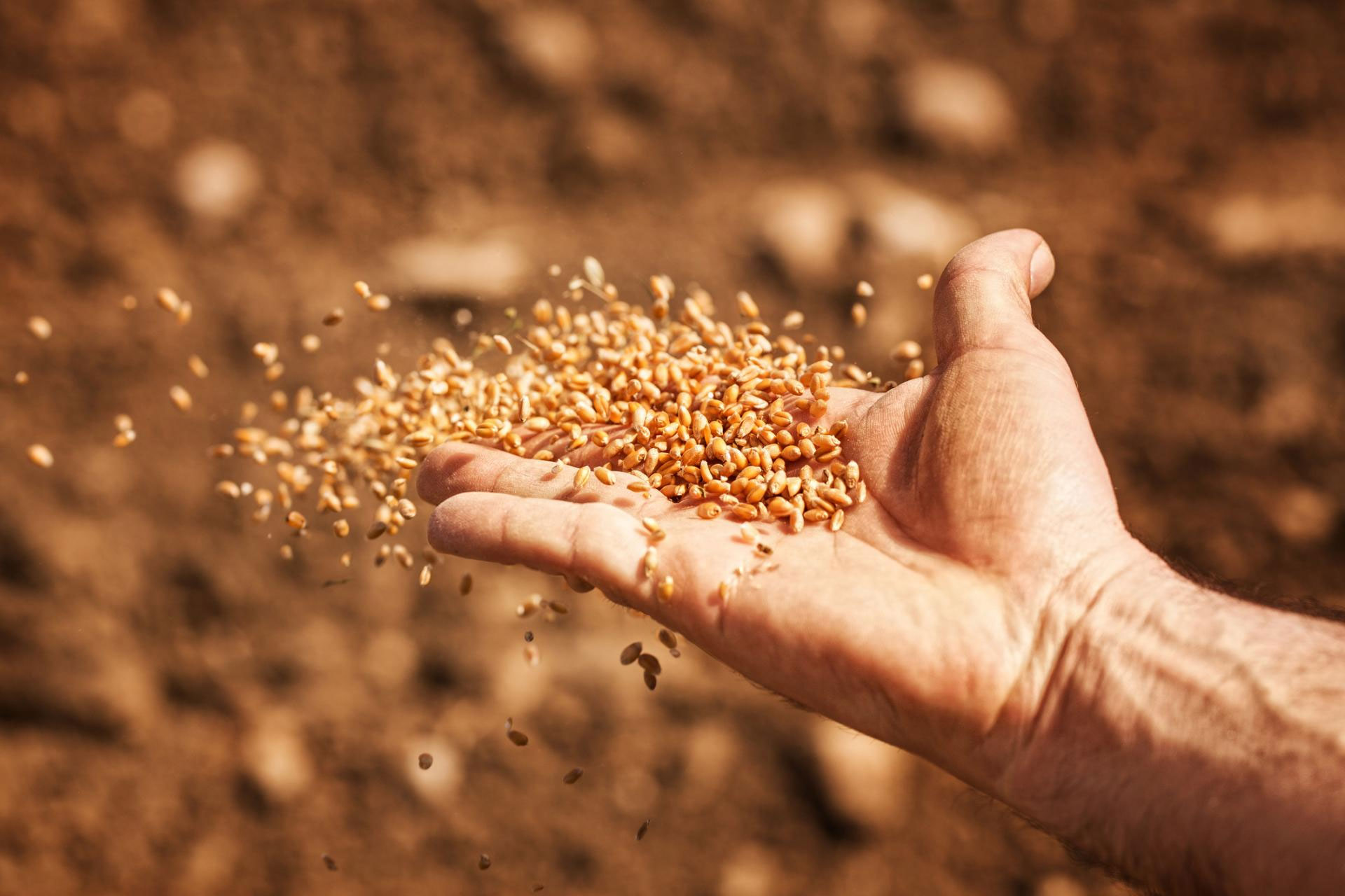 Sale of seeds