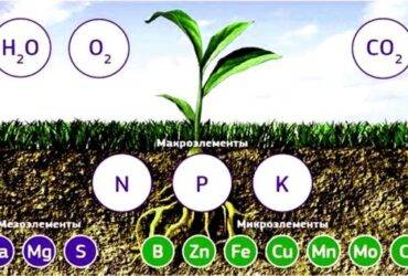 what-is-a-chelated-form-of-fertilizers-benefits-and-applications-1